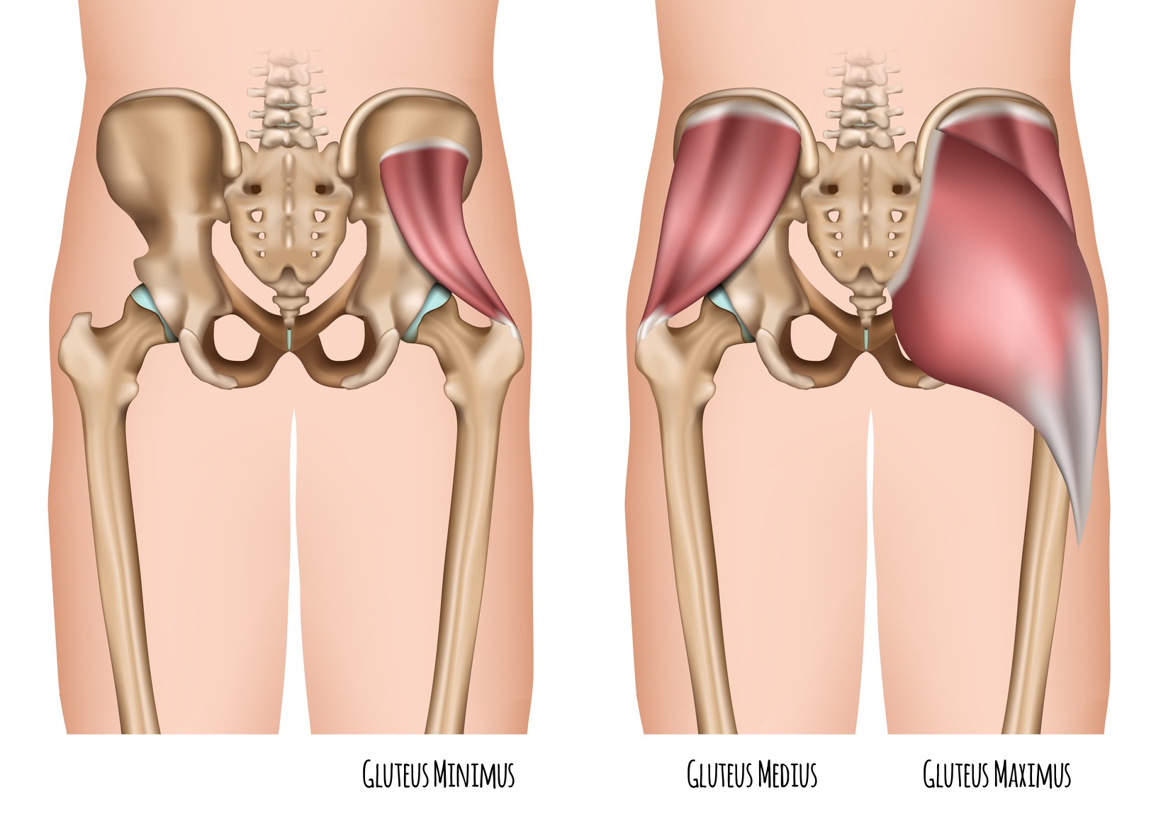 glute bridges muscles worked