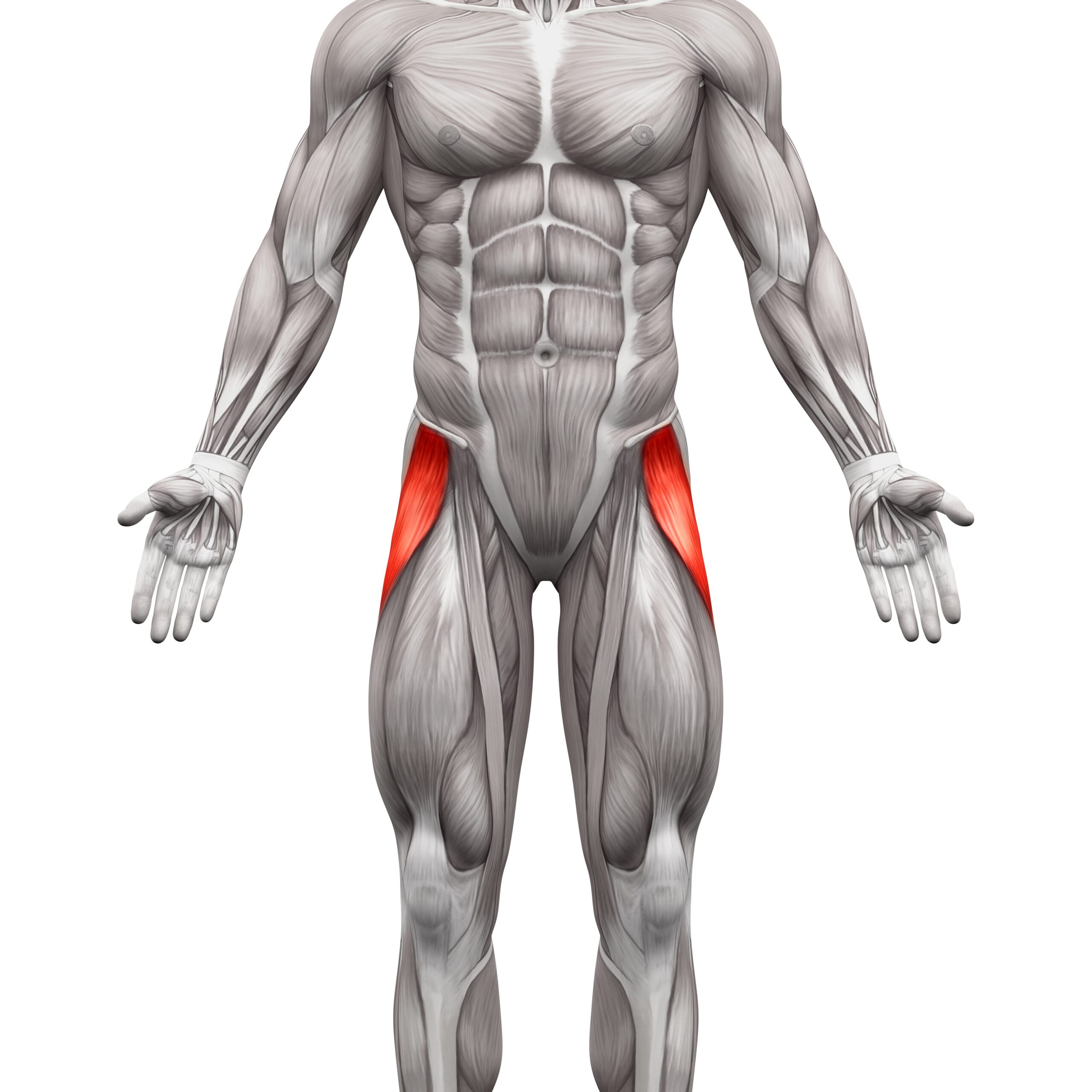 Anatomy - Muscles - Tensor Fascia Lata Diagram